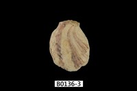 藏品(長牡蠣)的圖片